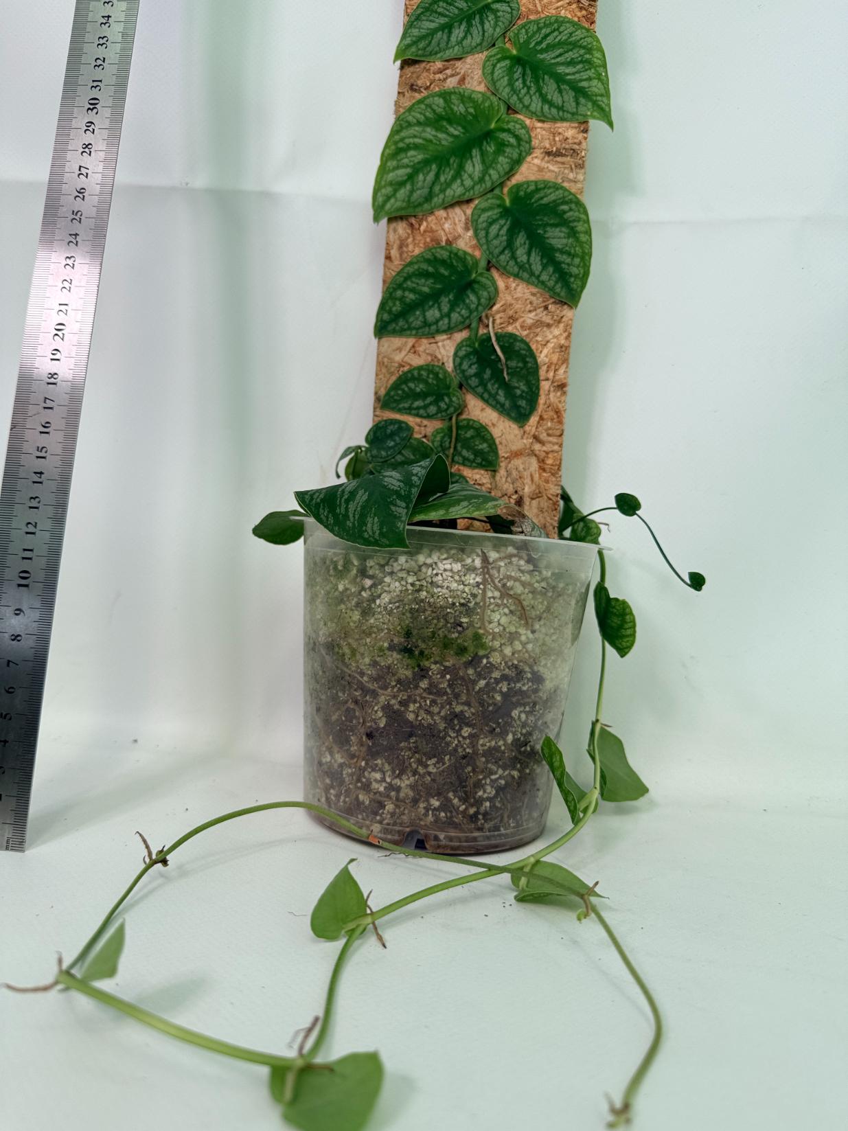 Monstera Dubia