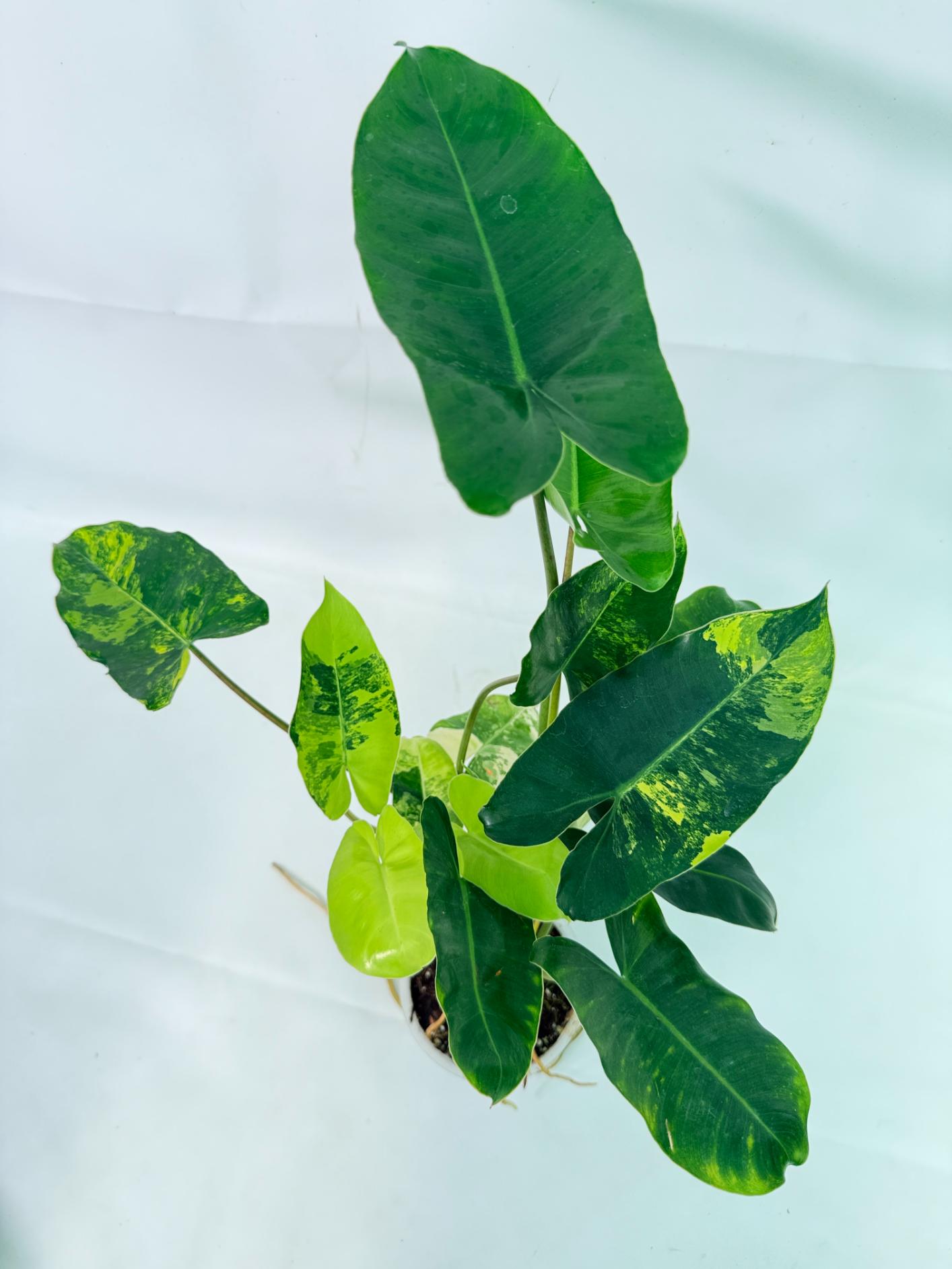 Philodendron Burle Marx Variegata